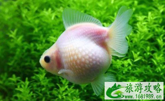 杭州植物园开放时间 杭州植物园开门时间 杭州植物园开放时间 杭州植物园开门时间