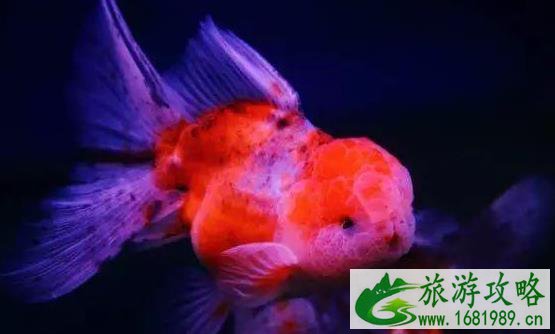 杭州植物园开放时间 杭州植物园开门时间 杭州植物园开放时间 杭州植物园开门时间