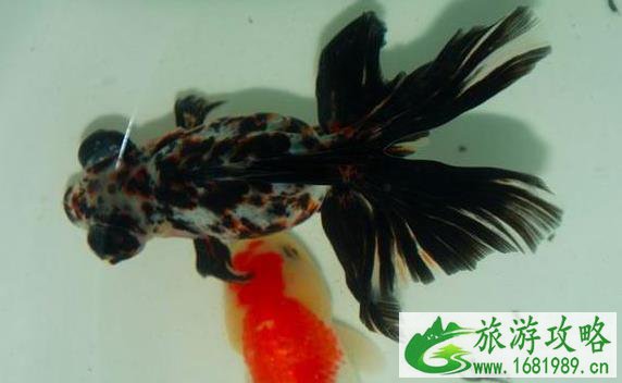 杭州植物园开放时间 杭州植物园开门时间 杭州植物园开放时间 杭州植物园开门时间