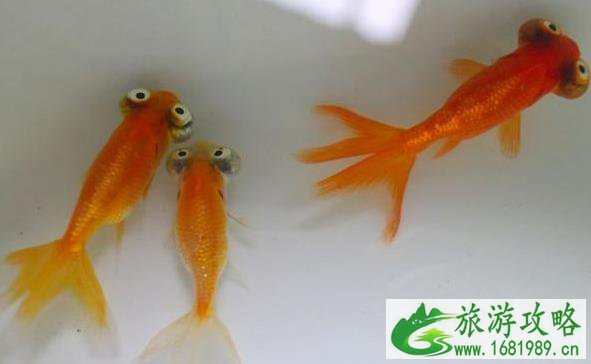 杭州植物园开放时间 杭州植物园开门时间 杭州植物园开放时间 杭州植物园开门时间