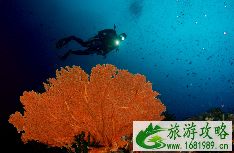 去韦岛要注意什么 去韦岛要注意什么