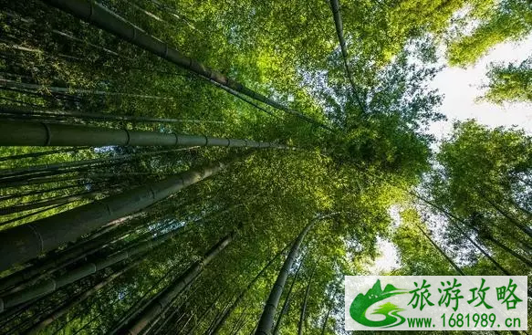 重庆周边有哪些避暑的竹林景点