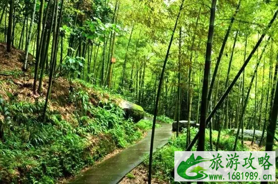 重庆周边有哪些避暑的竹林景点