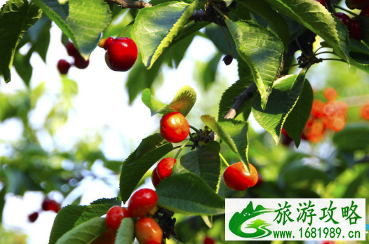 十堰郧县樱桃沟摘樱桃多少钱2022 十堰郧县樱桃沟摘樱桃多少钱2022