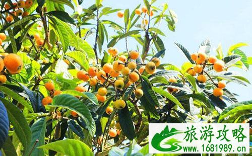 2022年广州花都康养枇杷文化节门票价格多少钱 2022年广州花都康养枇杷文化节门票价格多少钱