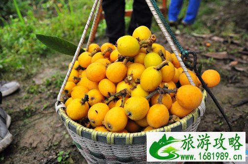 2022年广州花都康养枇杷文化节门票价格多少钱 2022年广州花都康养枇杷文化节门票价格多少钱