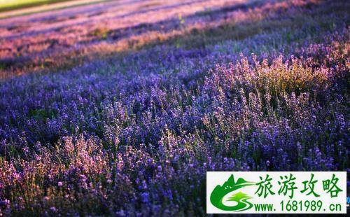 哪里有薰衣草花海 最美的薰衣草在哪