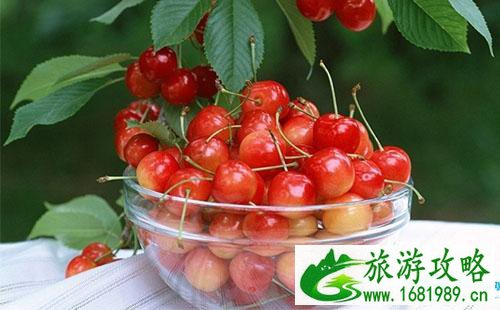 西昌樟木樱桃节摘樱桃多少钱2022 西昌樟木樱桃节摘樱桃多少钱2022