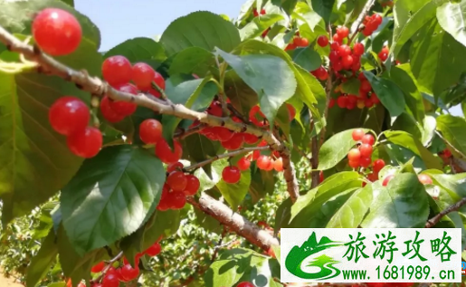 西昌樟木樱桃节摘樱桃多少钱2022 西昌樟木樱桃节摘樱桃多少钱2022