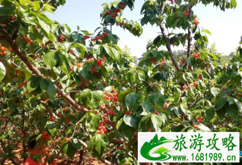 西昌樟木樱桃节摘樱桃多少钱2022 西昌樟木樱桃节摘樱桃多少钱2022