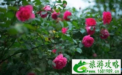 重庆中峰玫瑰园开放时间2022+门票价格