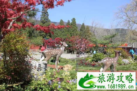 北京香山公园山花赏花路线2022+游玩攻略 北京香山公园山花赏花路线2022+游玩攻略