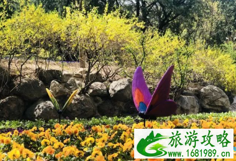 北京香山公园山花赏花路线2022+游玩攻略 北京香山公园山花赏花路线2022+游玩攻略