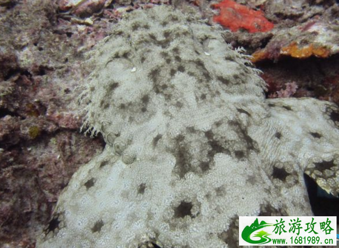 印度尼西亚有哪些岛屿 印度尼西亚哪个岛屿最好玩 印度尼西亚有哪些岛屿 印度尼西亚哪个岛屿最好玩