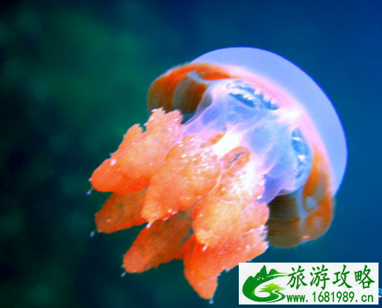 印度尼西亚有哪些岛屿 印度尼西亚哪个岛屿最好玩 印度尼西亚有哪些岛屿 印度尼西亚哪个岛屿最好玩