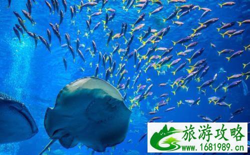 冲绳海洋博公园怎么去 冲绳海洋博公园旅游交通攻略