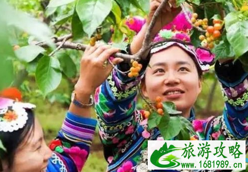 2022楚雄及周边哪里可以摘樱桃 2022楚雄及周边哪里可以摘樱桃