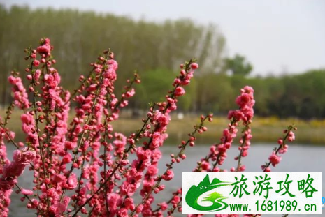 北京大运河森林公园里面有哪些花 北京大运河森林公园要门票吗 北京大运河森林公园里面有哪些花 北京大运河森林公园要门票吗