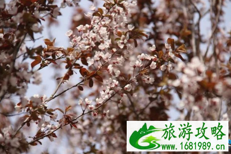 北京大运河森林公园里面有哪些花 北京大运河森林公园要门票吗 北京大运河森林公园里面有哪些花 北京大运河森林公园要门票吗