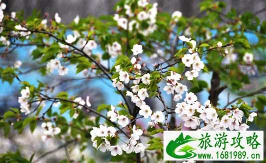 2022南京巴布洛游牧丰收节门票价格+活动内容 2022南京巴布洛游牧丰收节门票价格+活动内容