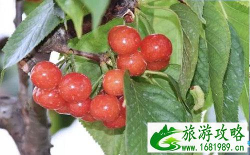 成都青白江清泉镇摘樱桃多少钱 青白江清泉镇摘樱桃的地方在哪里 成都青白江清泉镇摘樱桃多少钱 青白江清泉镇摘樱桃的地方在哪里