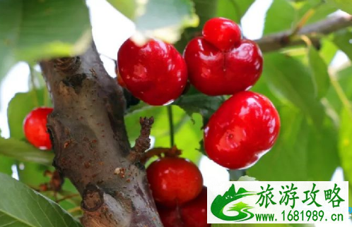 仁寿文林镇吊庆社区摘樱桃多少钱 仁寿文林镇吊庆社区摘樱桃多少钱