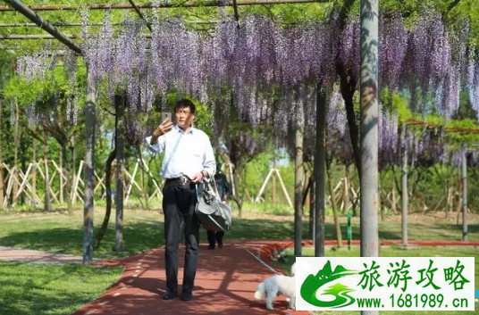 嘉定紫藤长廊具体位置在哪 嘉定紫藤长廊怎么去 嘉定紫藤长廊具体位置在哪 嘉定紫藤长廊怎么去