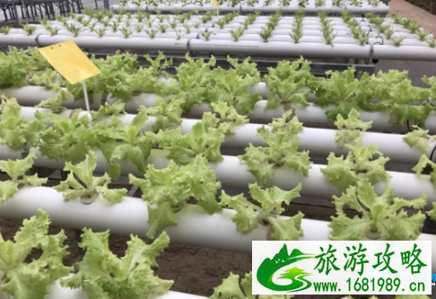 2022京滨玫瑰庄园风车节门票价格+时间 2022京滨玫瑰庄园风车节门票价格+时间