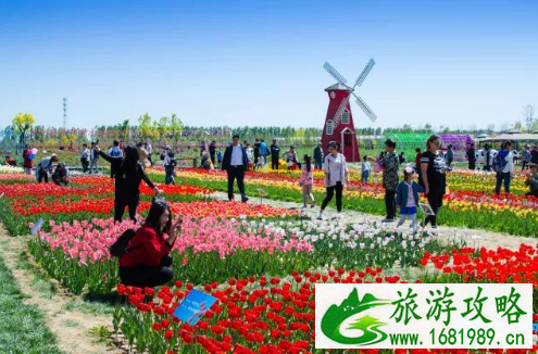 2022京滨玫瑰庄园风车节门票价格+时间 2022京滨玫瑰庄园风车节门票价格+时间