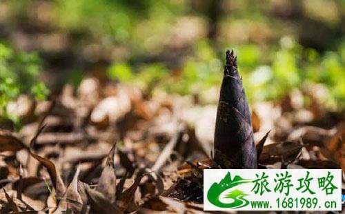 2022彭州鱼凫文化旅游节有什么活动 2022彭州鱼凫文化旅游节有什么活动