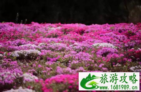 2022老君山高山花海节即将开幕 唯美花海供人观赏