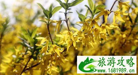 2022老君山高山花海节即将开幕 唯美花海供人观赏