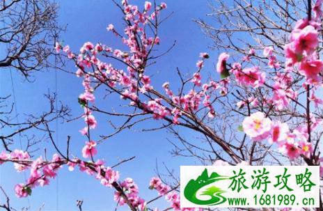 2022老君山高山花海节即将开幕 唯美花海供人观赏