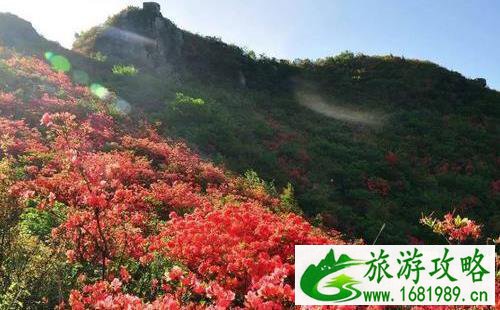 重庆南岸区放牛村杜鹃花观赏攻略 重庆南岸区放牛村杜鹃花观赏攻略