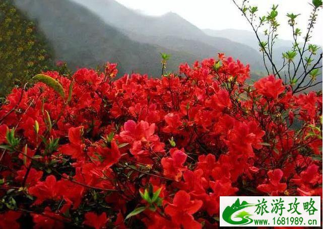 重庆南岸区放牛村杜鹃花观赏攻略 重庆南岸区放牛村杜鹃花观赏攻略