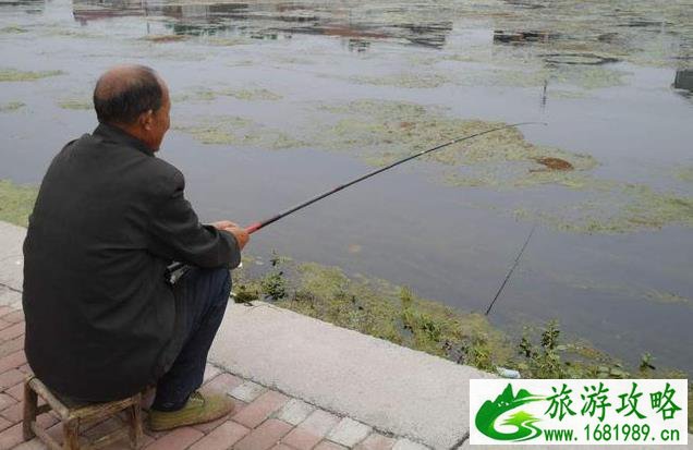 重庆南岸区放牛村杜鹃花观赏攻略 重庆南岸区放牛村杜鹃花观赏攻略