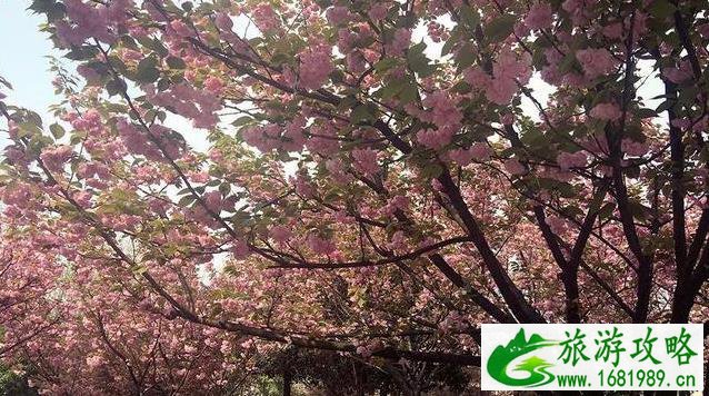 重庆南岸区放牛村杜鹃花观赏攻略 重庆南岸区放牛村杜鹃花观赏攻略