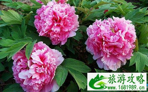 2022彭州丹景山牡丹节门票价格+优惠政策 2022彭州丹景山牡丹节门票价格+优惠政策