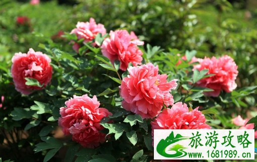 2022彭州丹景山牡丹节门票价格+优惠政策 2022彭州丹景山牡丹节门票价格+优惠政策