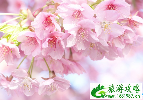 2022北京玉渊潭樱花节门票价格+优惠政策