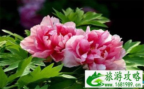 2022上海秋霞圃牡丹花会门票价格 上海秋霞圃牡丹花会有什么活动 2022上海秋霞圃牡丹花会门票价格 上海秋霞圃牡丹花会有什么活动