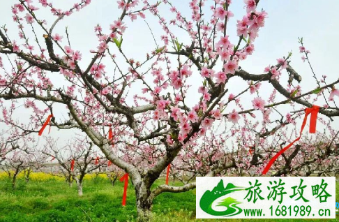 2022上海崇明桃花节有什么活动 2022上海崇明桃花节有什么活动