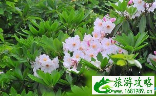 杭州看花的地方有哪些 杭州周边看花海的地方推荐 杭州看花的地方有哪些 杭州周边看花海的地方推荐