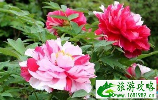 杭州看花的地方有哪些 杭州周边看花海的地方推荐 杭州看花的地方有哪些 杭州周边看花海的地方推荐