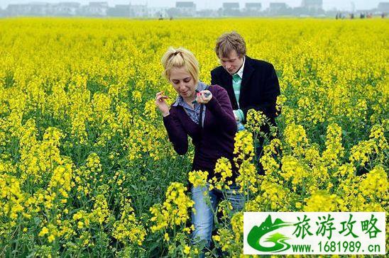 2022同里油菜花节什么时候(时间+地址+交通指南)
