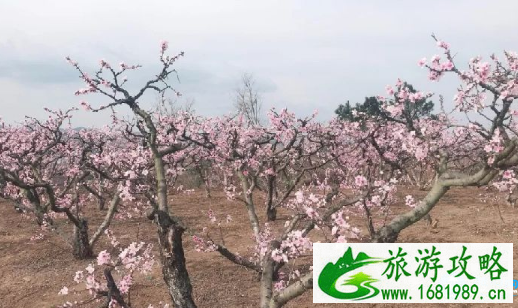 2022简阳桃花节有哪些景点 2022简阳桃花节有哪些景点