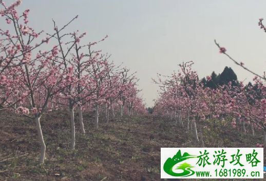 2022简阳桃花节有哪些景点 2022简阳桃花节有哪些景点
