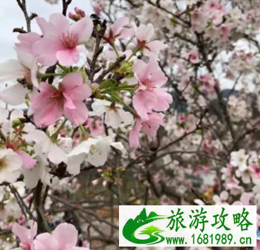 2022厦门樱花文化节举办时间+地址+交通攻略 2022厦门樱花文化节举办时间+地址+交通攻略