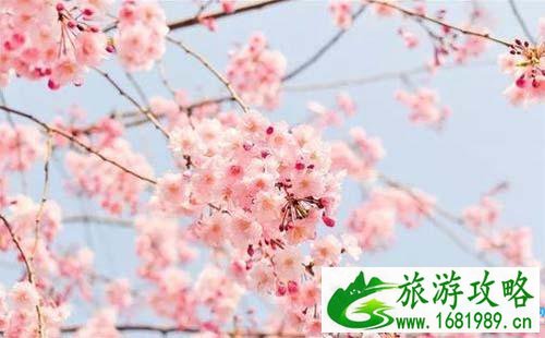 2022厦门樱花文化节举办时间+地址+交通攻略 2022厦门樱花文化节举办时间+地址+交通攻略