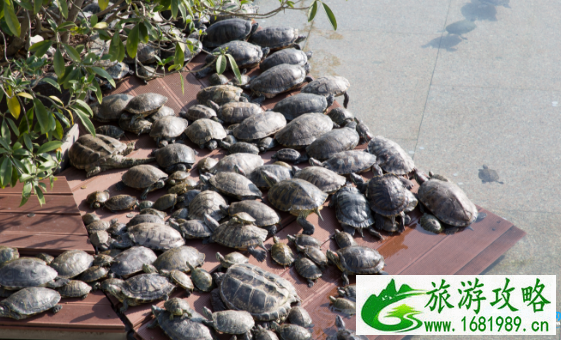 深圳福永凤凰山景点推荐 深圳福永凤凰山游玩攻略 深圳福永凤凰山景点推荐 深圳福永凤凰山游玩攻略